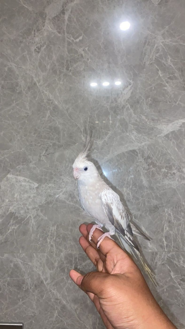 كوكاتيل على يد صاحبه